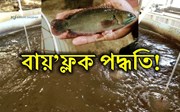 Fishries: বায়’ফ্লক পদ্ধতিৰে মীন পালন
