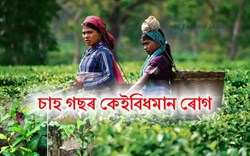 Various Disease of Tea Leaf and its Remedies