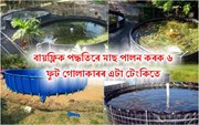 বায়'ফ্লক পদ্ধতিৰে মাছ পালন কৰক ৬ ফুট গোলাকাৰৰ এটা টেংকিতে