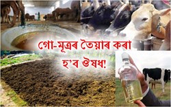Fertilizers and medicines will be prepared from cow urine and dung!
