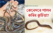 কুচিয়া মাছ পালনৰ সহজ পদ্ধতি সম্পৰ্কে জানো আহক-