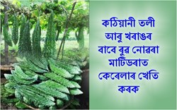 Bitter gourd cultivation to be done in June-July