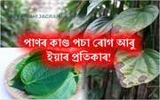 পাণৰ কাণ্ড পচা ৰোগ আৰু ইয়াৰ প্ৰতিকাৰ সম্পৰ্কে