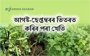 আগষ্ট-ছেপ্তম্বৰৰ ভিতৰত কৰিব পৰা খেতি