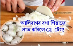 Maharastra Alibagh White Onion got GI Tag