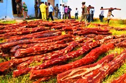 Red Sandalwood Big Update!