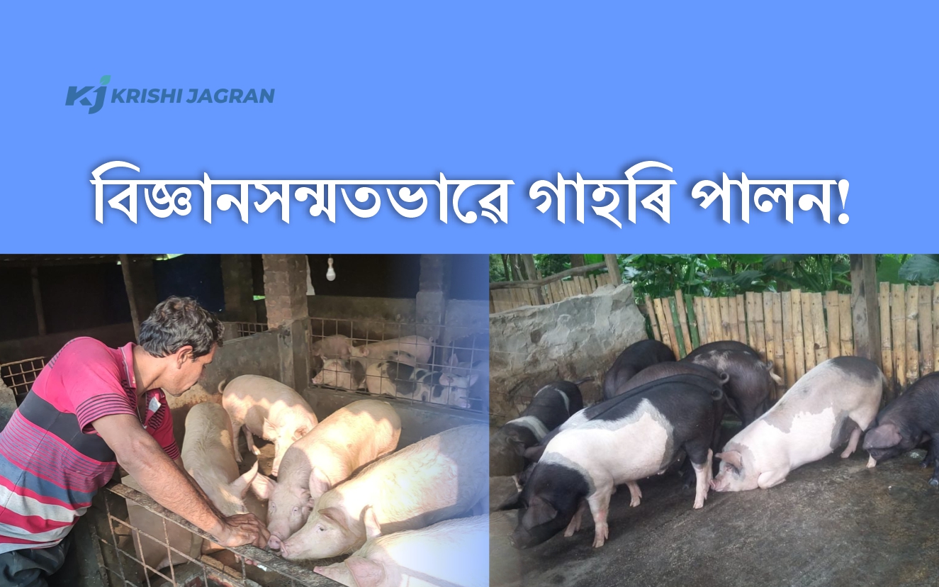 Know About Piggery Farming