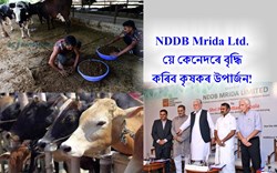 Cow Dung! NDDB Mrida Ltd.