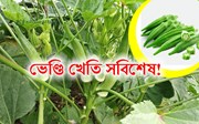 Ladies Finger: ভেণ্ডি খেতি আৰু ইয়াৰ পৰিচৰ্যা!