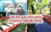 গুৱাহাটীত নগৰীয়া মীন পালনঃ ঘৰৰ ছাদ, চৰা কোঠা অথবা চোতালত মৎস উৎপাদন!