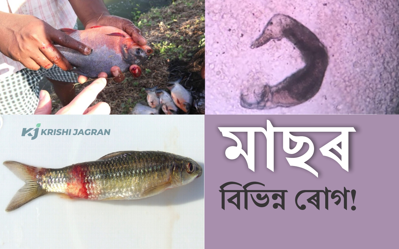 Various Diseases of fish and its Remedies