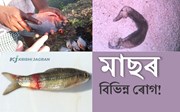 মাছৰ বিভিন্ন ৰোগ আৰু ইয়াৰ প্ৰতিকাৰৰ উপায়!