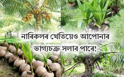HOW CAN CULTIVATE COCONUT