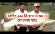 বৰশীত উঠিল ২০০ কিলোগ্ৰাম ওজনৰ দৈত্যকায় মাছ!