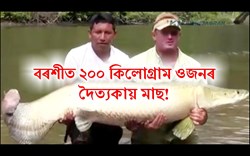 Fish weighing 200 kg swelled at Hook