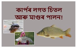 Integrated Farming: Chital and Catfish Farming with Curp