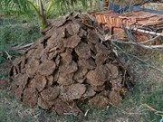 গোবৰৰ পৰা হ’ব কৃষকৰ উপাৰ্জন! দেশৰ ৬ ৰাজ্যত ইতিমধ্যে আৰম্ভ হৈছে প্ৰকল্পৰ কাম