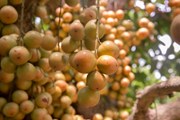 Burmese Grapes: বতৰৰ ফল লেতেকু খোৱাৰ লাভালাভবোৰ!