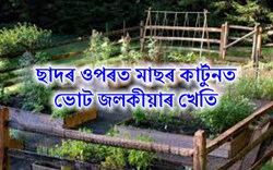 Vegetable cultivation on the roof