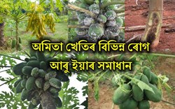 DISEASE OF PAPAYA CULTIVATE & SOLUTION