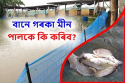 Fish Farmer Should do After Flood