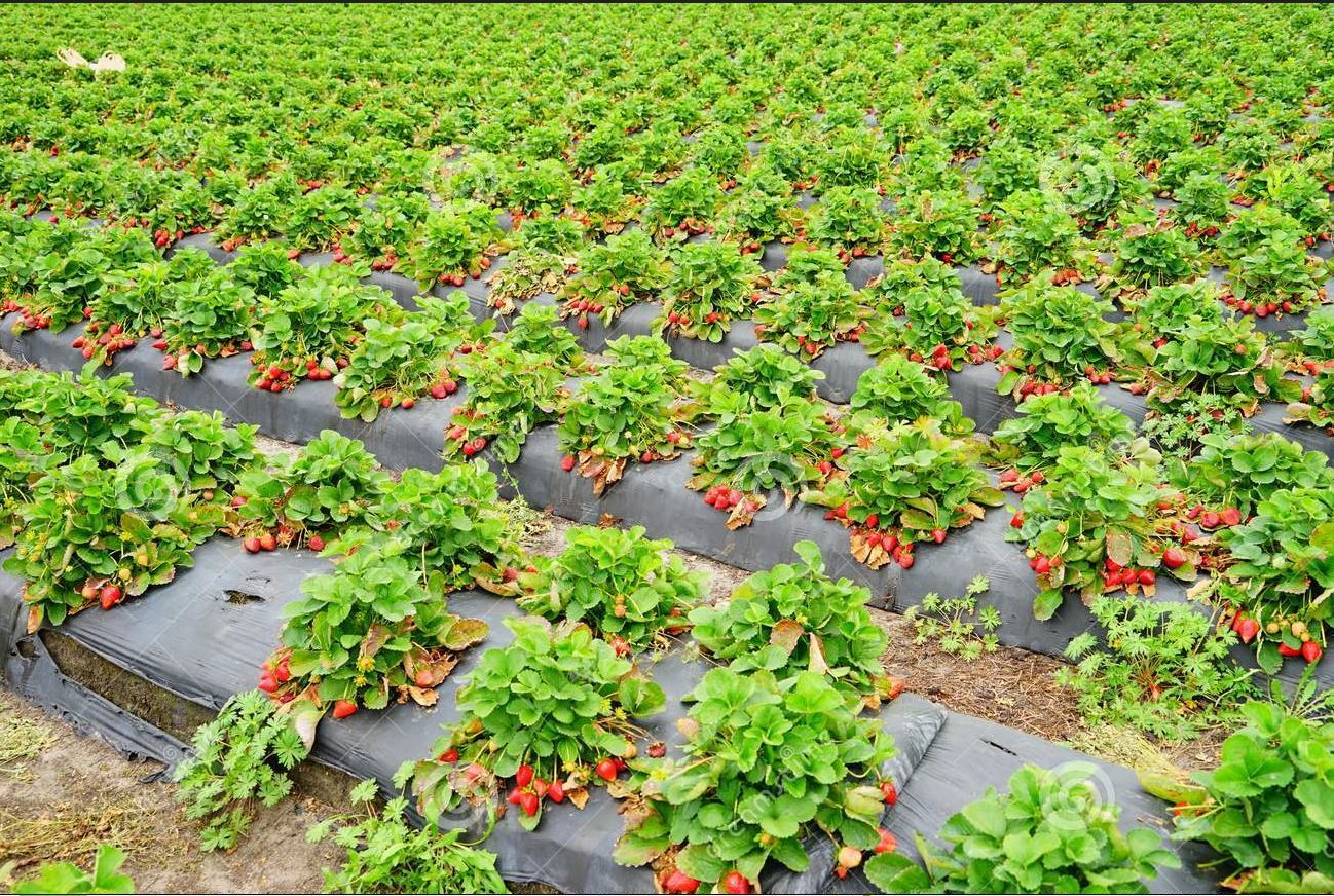 STRAWBERRY CCULTIVATION
