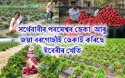 চালে চকু ৰোৱা ষ্টবেৰীৰ খেতি কেনেদৰে কৰিব পাৰি?