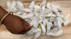 Silk worm Farming in Assam!