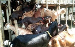 How to get loans to raise animals or fisheries