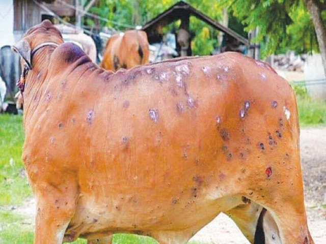 Lumpi Skin Disease: 4000 cow dead in Rajasthan