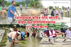 Paddy field on MLA Amiya kumar Bhuyan