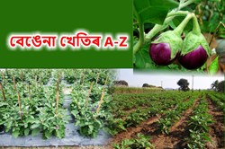 Birinjal cultivation A to Z