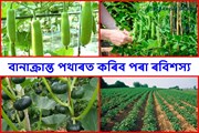বানাক্ৰান্ত পথাৰত কৰিব পৰা ৰবিশস্য