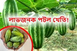 Pointed Gourd Farming and farmers guide