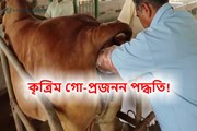 অধিক উৎপাদনত কৃত্ৰিম গো-প্ৰজনন পদ্ধতি
