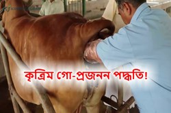 Artificial Breeding Processes of Cow