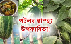 Eating Pointed Gourd Health Benefit