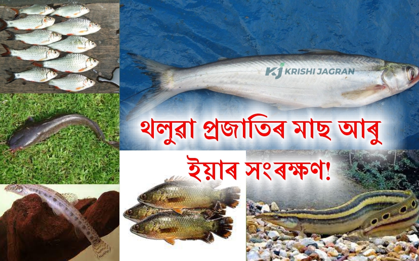 Assam Local species of fish and its conservation!