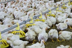 Broiler Farming in Scientific Way (1)