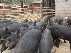 Best Pig Species farming in Assam