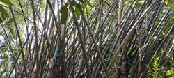 Bamboo Cultivation
