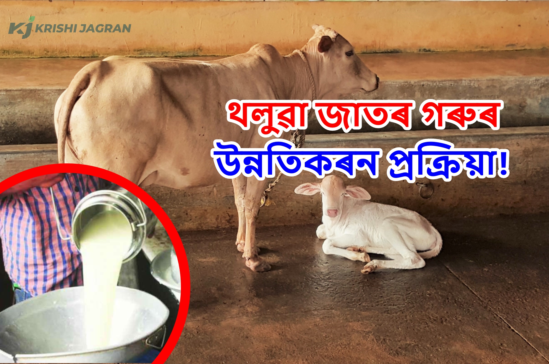 Improvement of indigenous breeds of cows for higher milk production