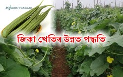 Ridge Gourd Farming