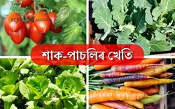 Vegetables Farming in Assam