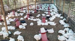 Broiler Farming