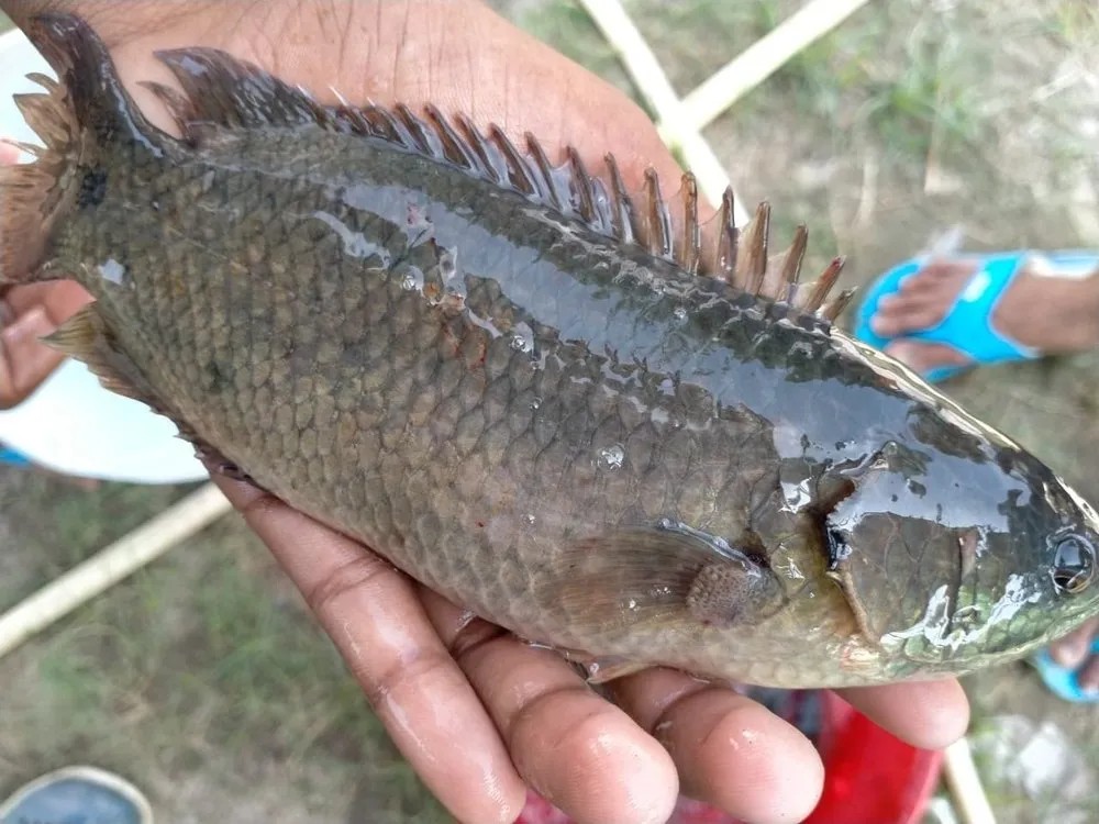 Kawai Fish