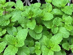 Mint Cultivation