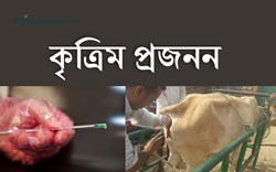 Cow insemination process
