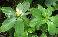 Insulin Plant for Diabetic Patient