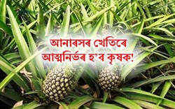 Pineapple Farming Guide